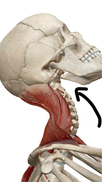 4月28日（月）【首の動き①】 - FUNmedication 